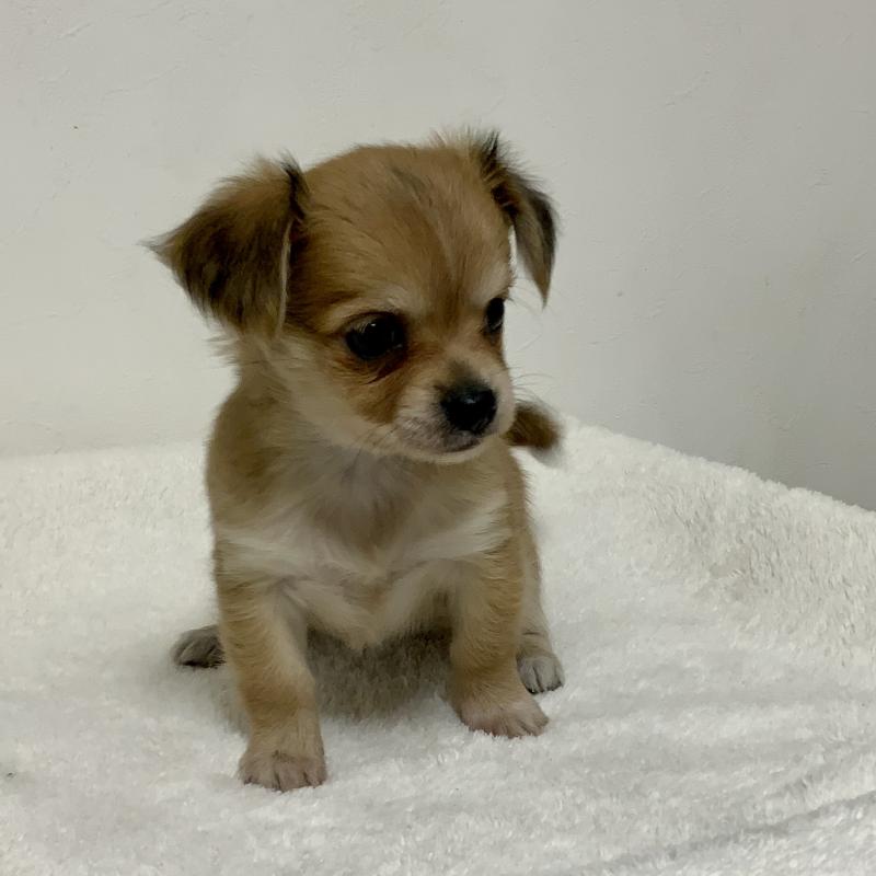 成約済の神奈川県のチワックス:チワワ×ミニチュアダックスフンド-422577の3枚目