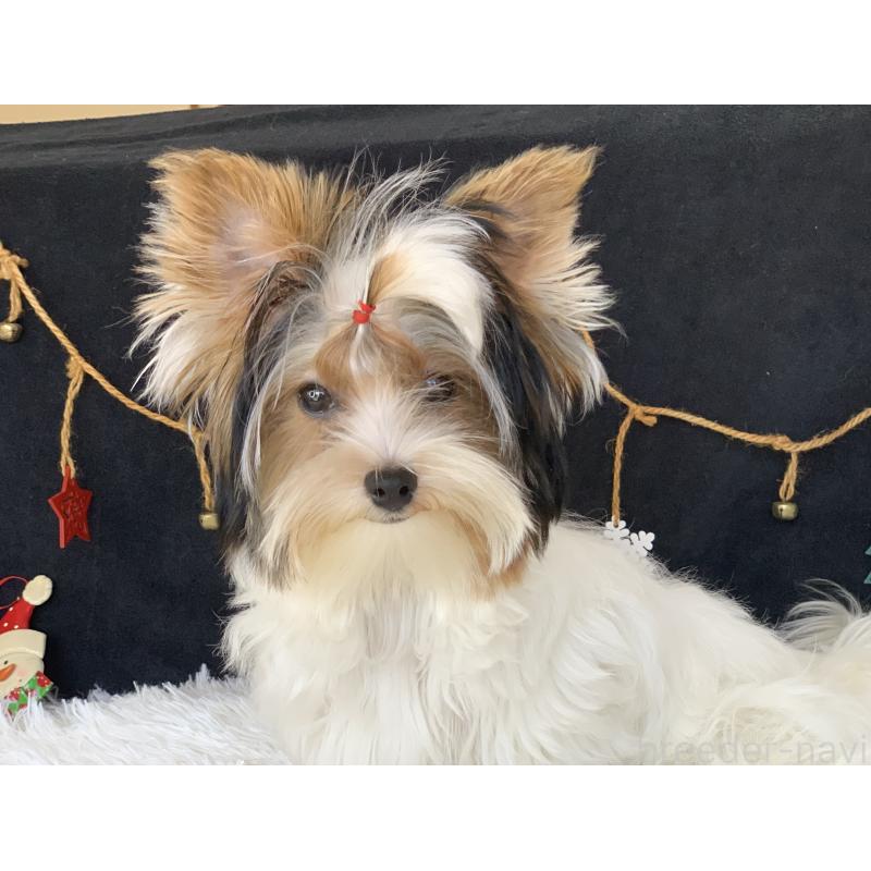 商談中の大分県のビューワーテリア-394322の24枚目