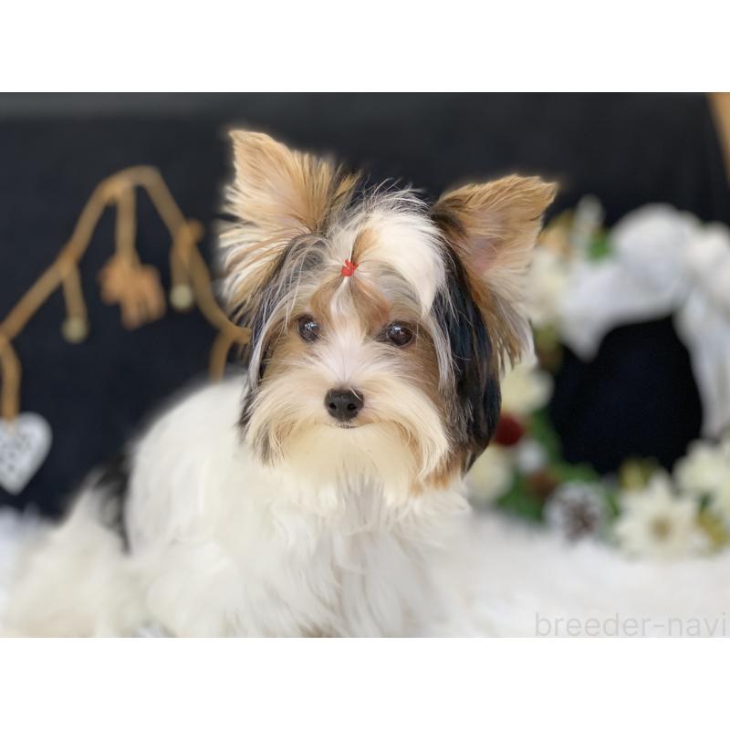 商談中の大分県のビューワーテリア-394322の23枚目