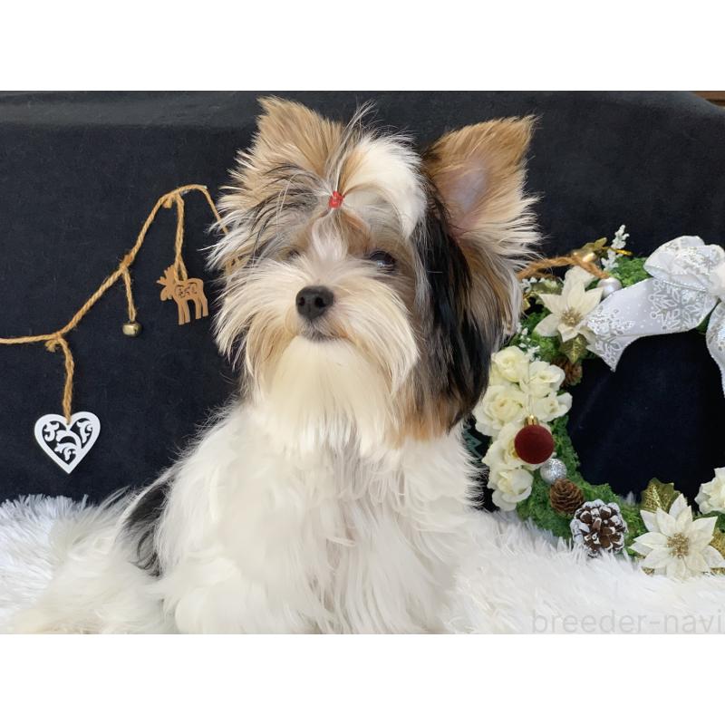 商談中の大分県のビューワーテリア-394322の22枚目