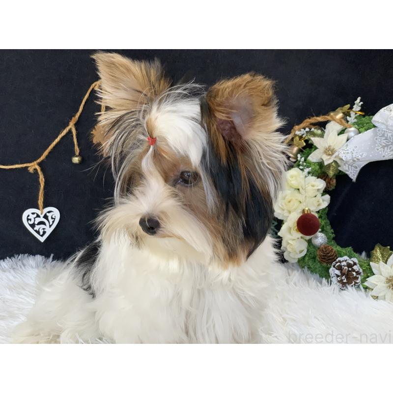 商談中の大分県のビューワーテリア-394322の21枚目