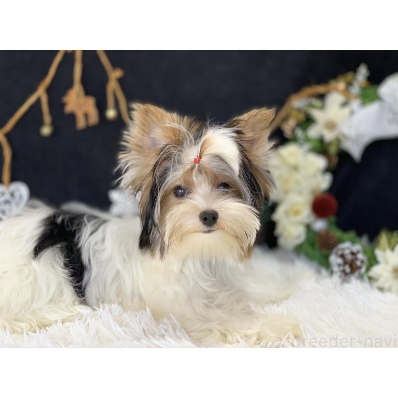 商談中の大分県のビューワーテリア-394322の20枚目