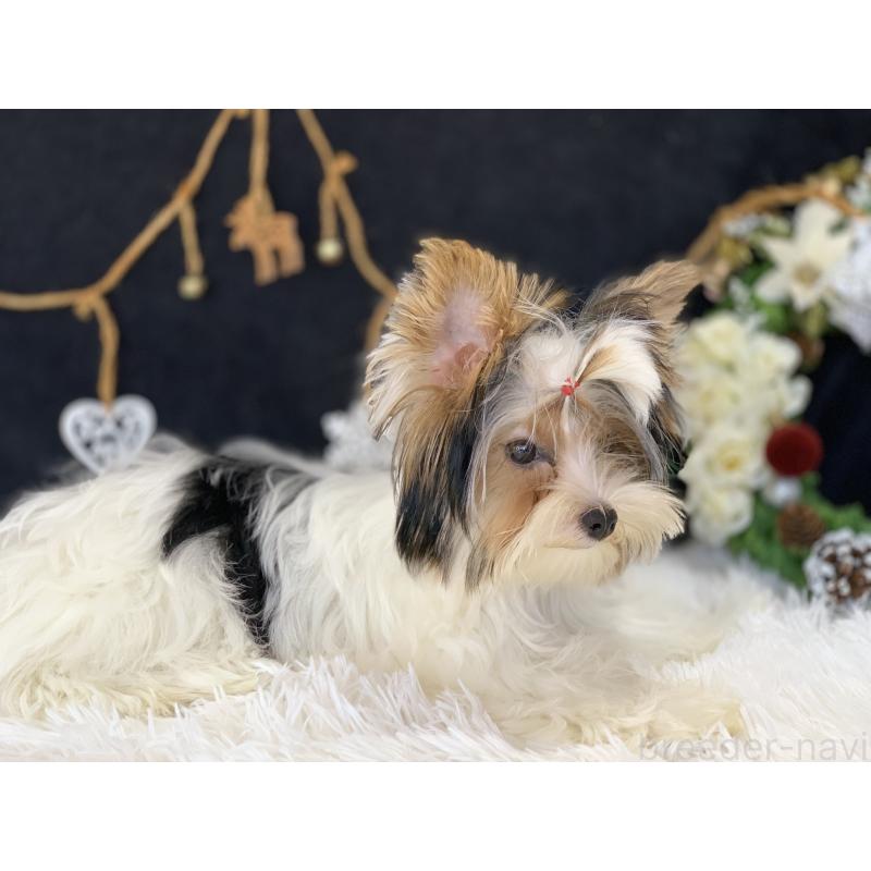 商談中の大分県のビューワーテリア-394322の19枚目