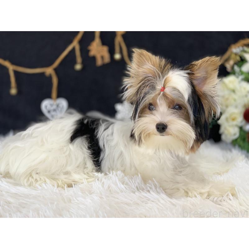 商談中の大分県のビューワーテリア-394322の17枚目