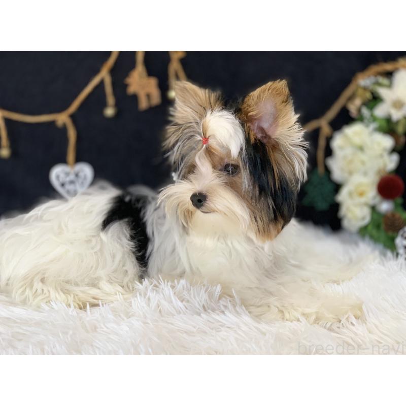 商談中の大分県のビューワーテリア-394322の16枚目