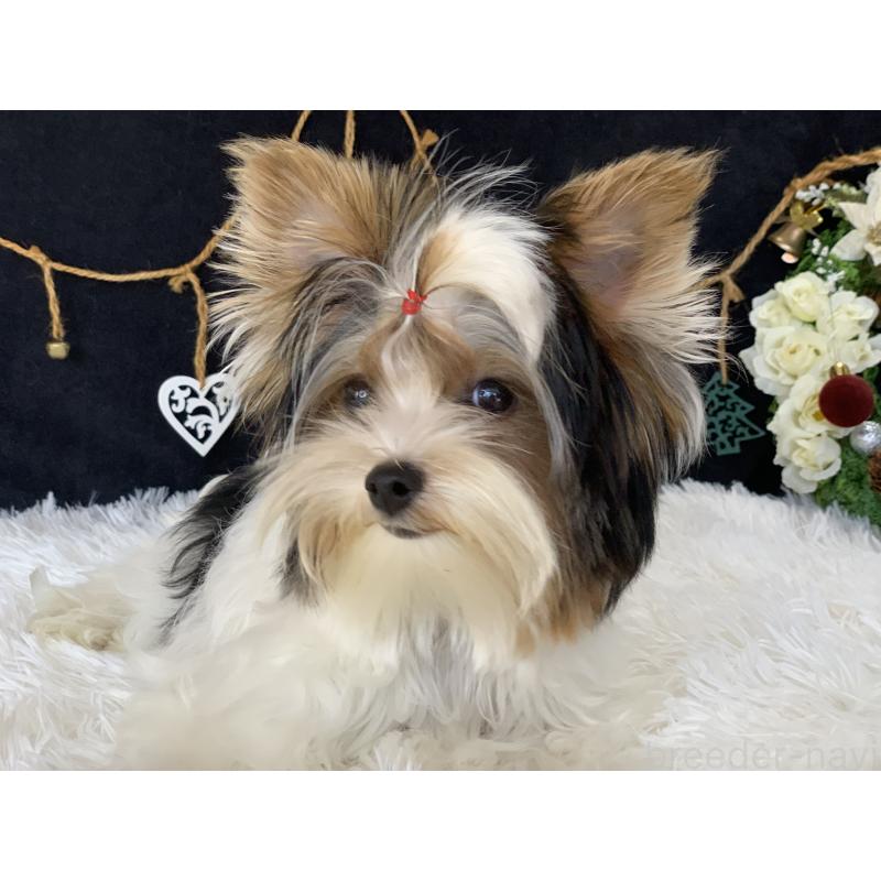 商談中の大分県のビューワーテリア-394322の15枚目