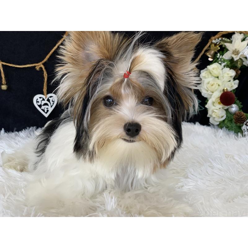 商談中の大分県のビューワーテリア-394322の14枚目