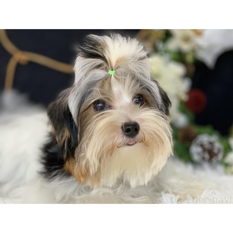 販売中の大分県のビューワーテリア-394320の24枚目