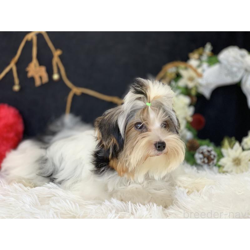 販売中の大分県のビューワーテリア-394320の22枚目