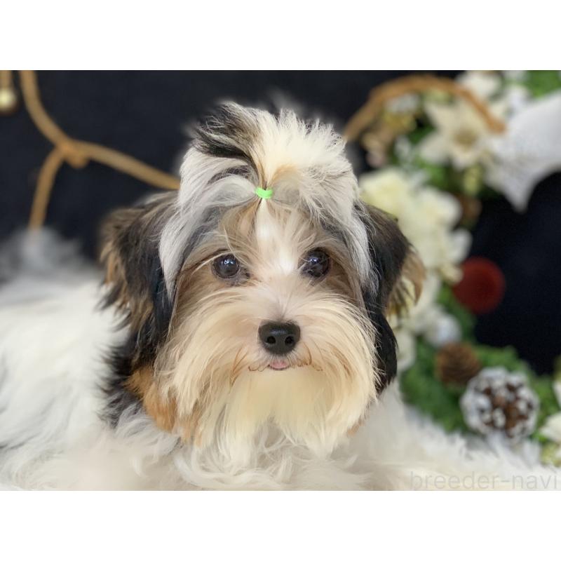 販売中の大分県のビューワーテリア-394320の21枚目