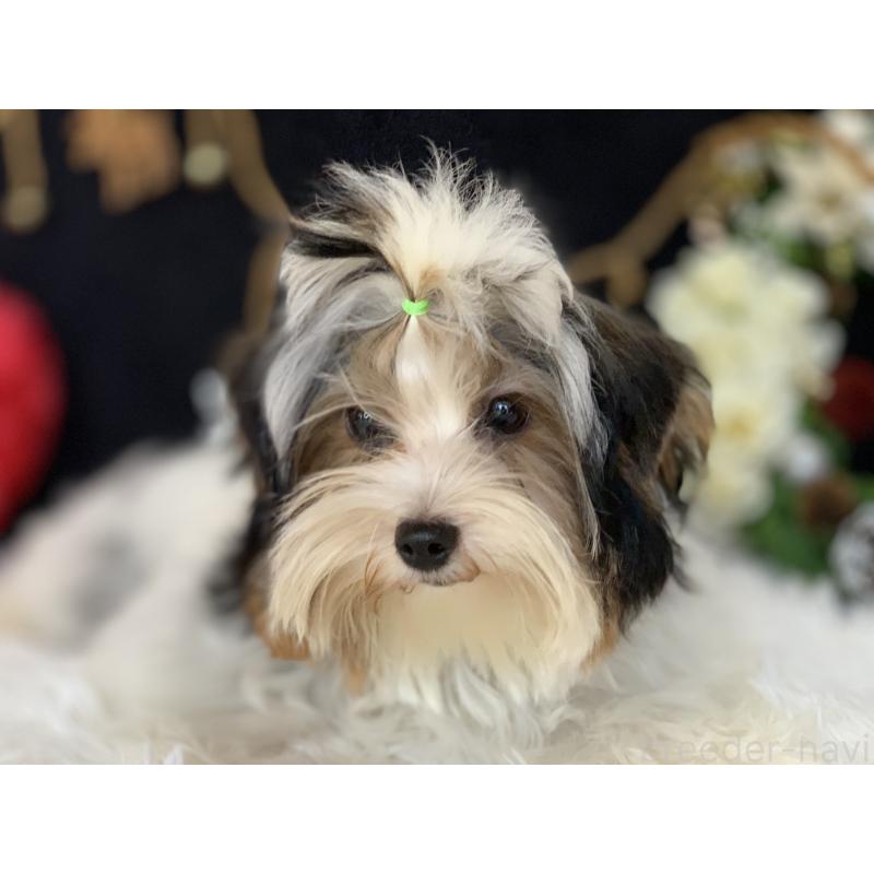 販売中の大分県のビューワーテリア-394320の20枚目