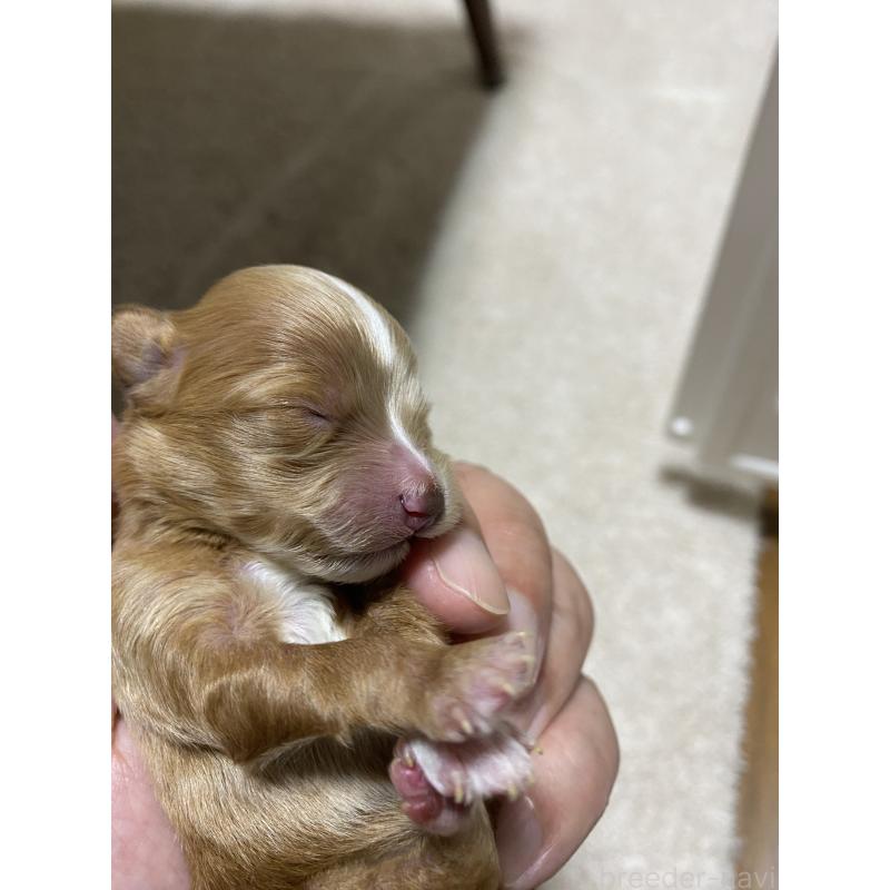 販売中の熊本県のミックス犬-425307の5枚目