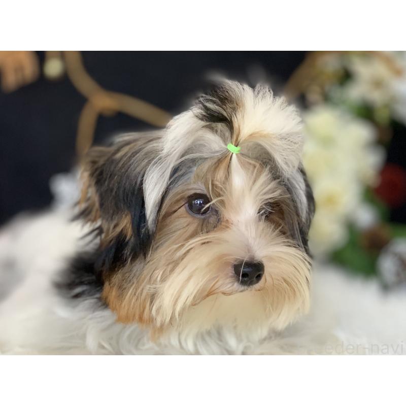 販売中の大分県のビューワーテリア-394320の18枚目