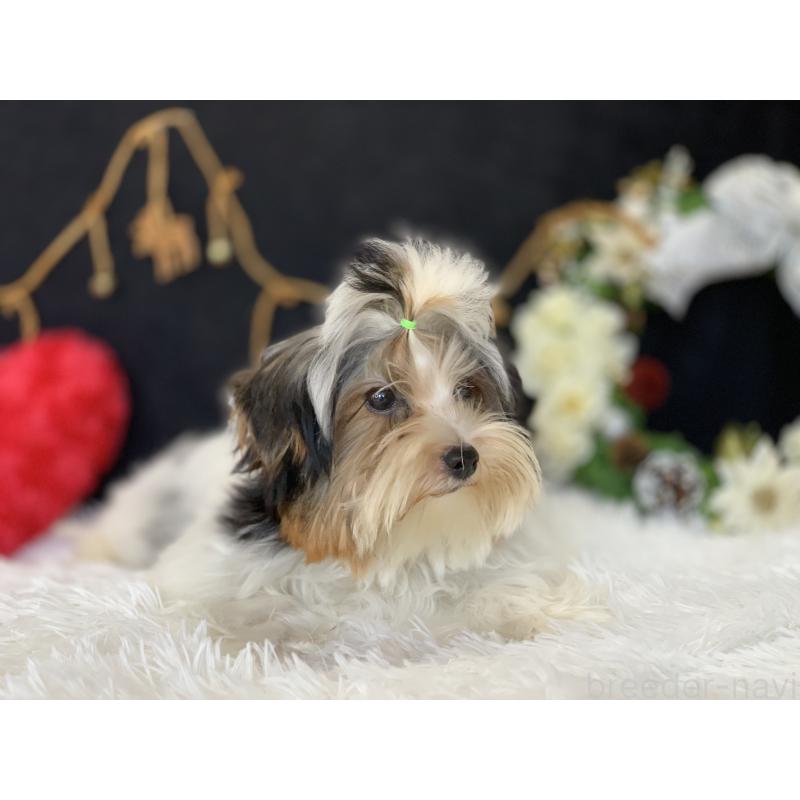 販売中の大分県のビューワーテリア-394320の16枚目