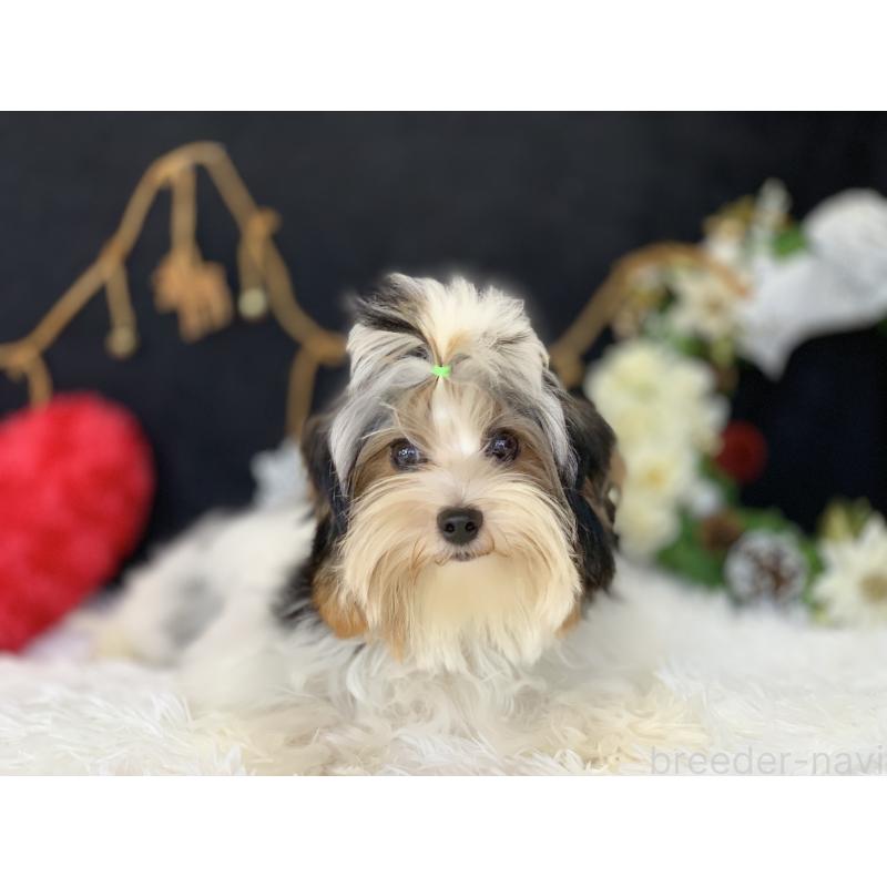 販売中の大分県のビューワーテリア-394320の14枚目