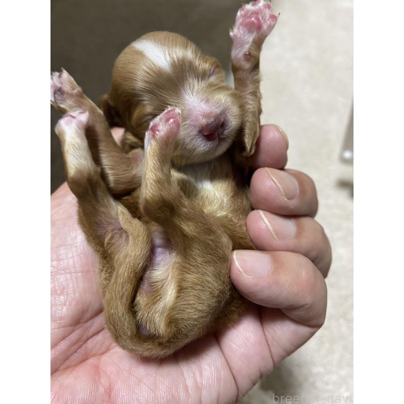 販売中の熊本県のミックス犬-425307の4枚目