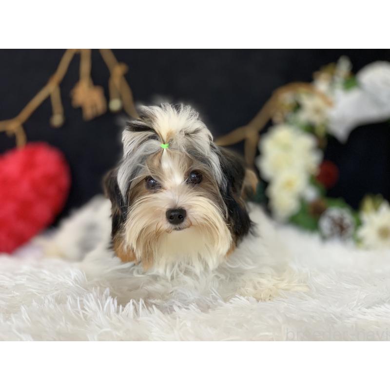 販売中の大分県のビューワーテリア-394320の12枚目