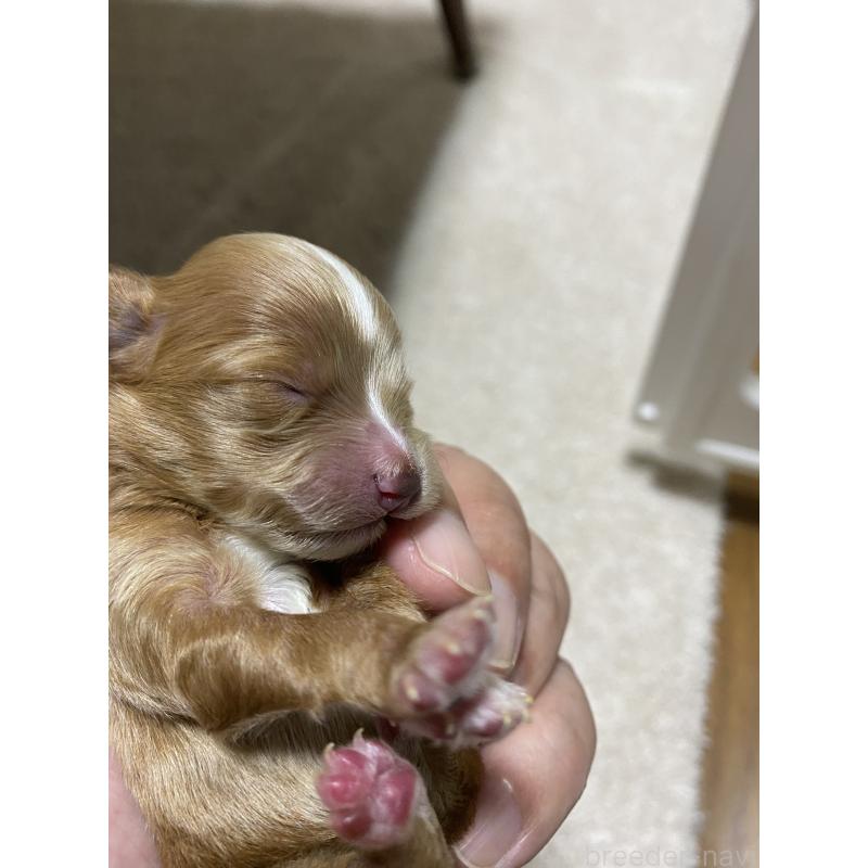 販売中の熊本県のミックス犬-425307の3枚目