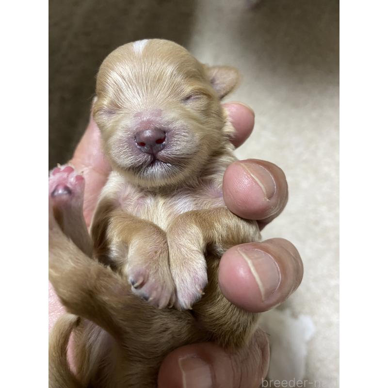 販売中の熊本県のミックス犬-425308の5枚目