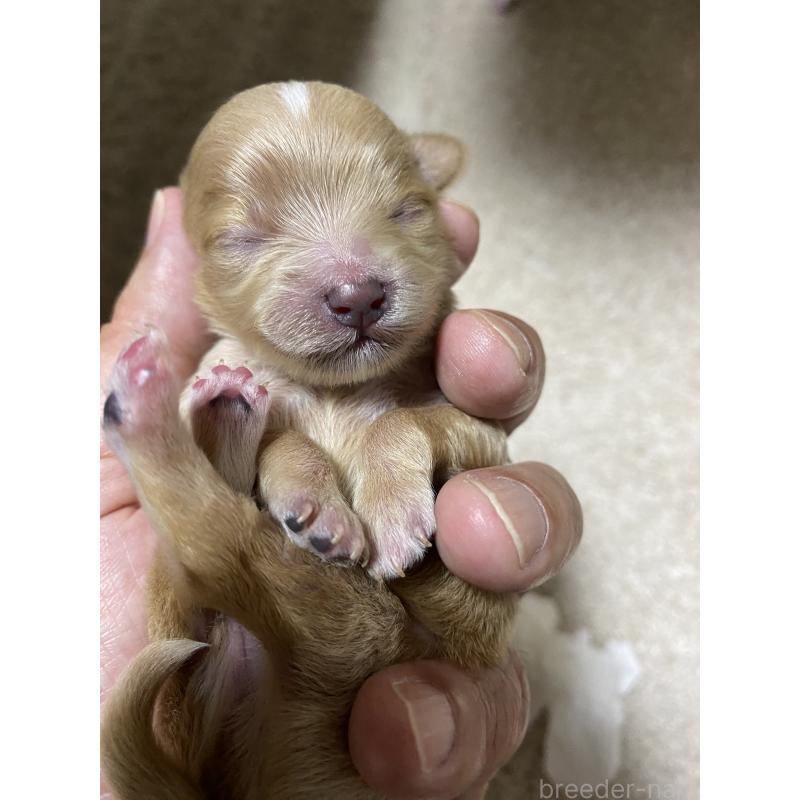 販売中の熊本県のミックス犬-425308の4枚目