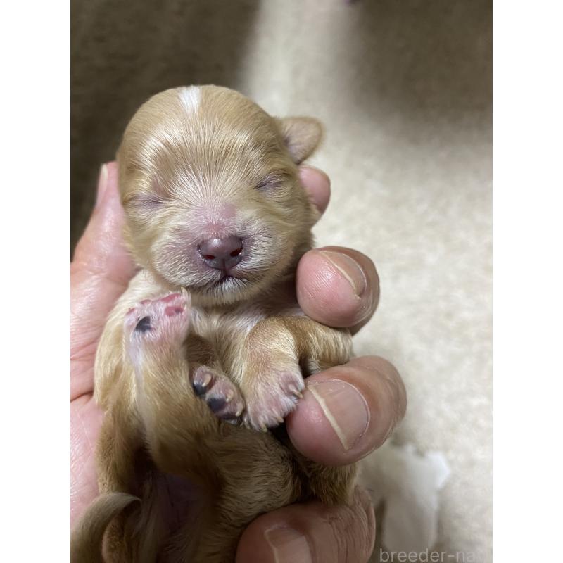 販売中の熊本県のミックス犬-425308の3枚目