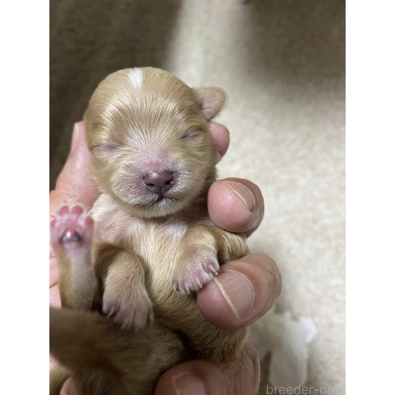 販売中の熊本県のミックス犬-425308の2枚目