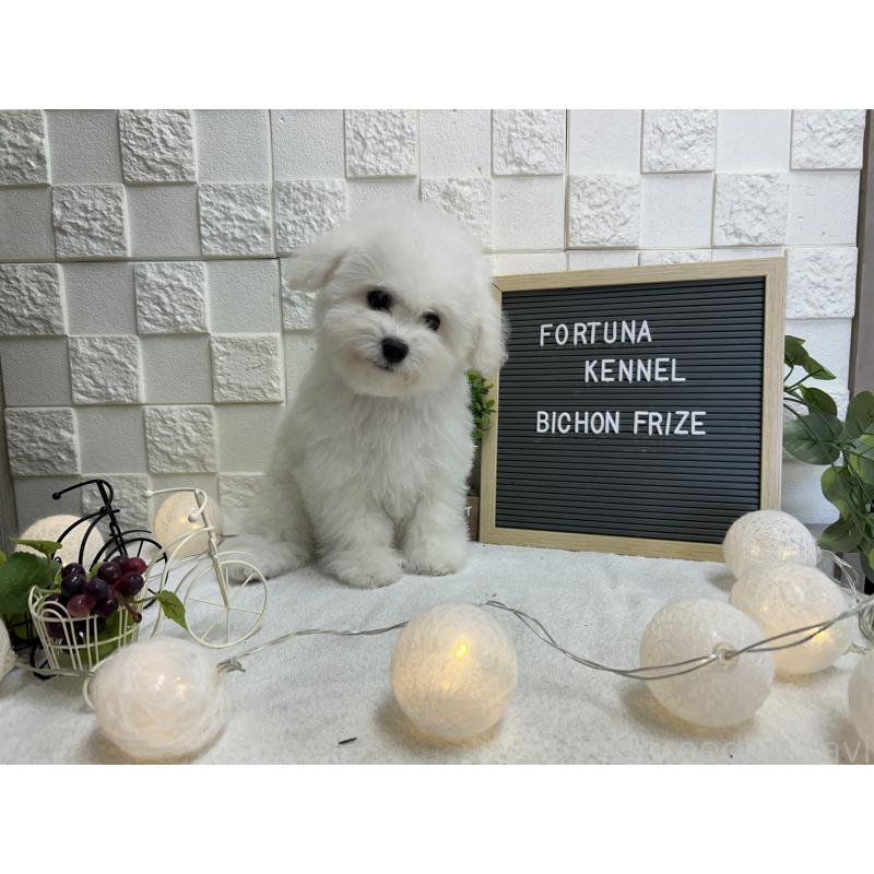 販売中の福岡県のビションフリーゼ-425174の9枚目