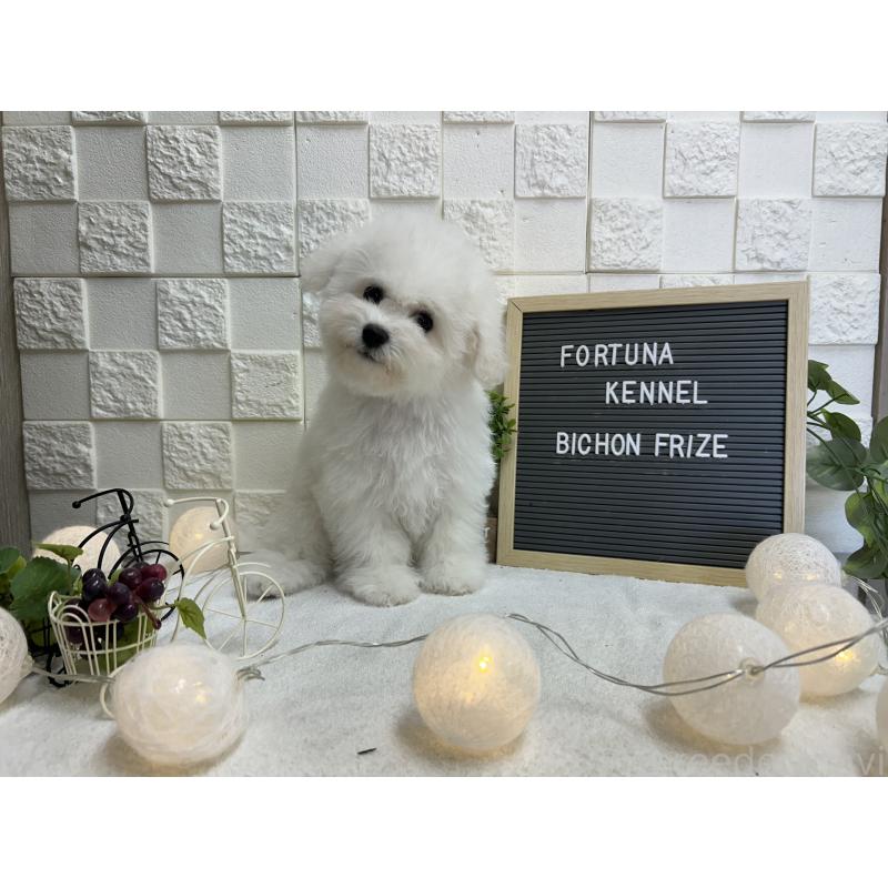 販売中の福岡県のビションフリーゼ-425174の8枚目