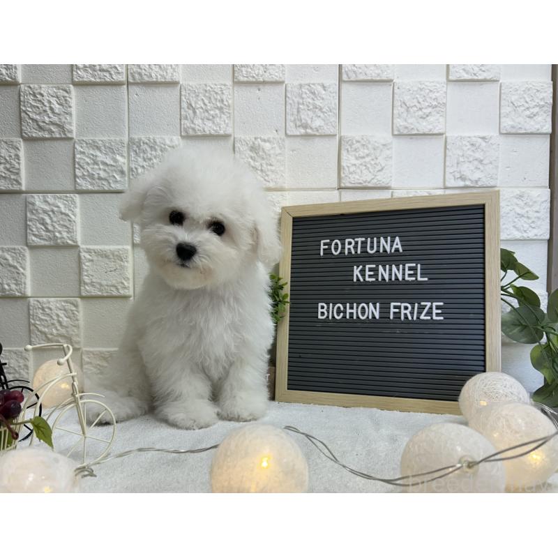 販売中の福岡県のビションフリーゼ-425174の7枚目