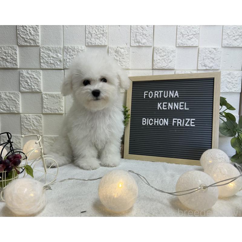 販売中の福岡県のビションフリーゼ-425174の6枚目