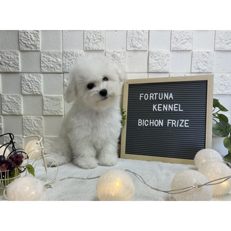 販売中の福岡県のビションフリーゼ-425174の5枚目