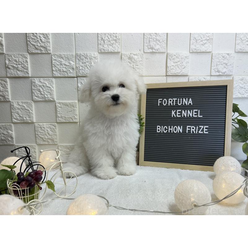 販売中の福岡県のビションフリーゼ-425174の4枚目