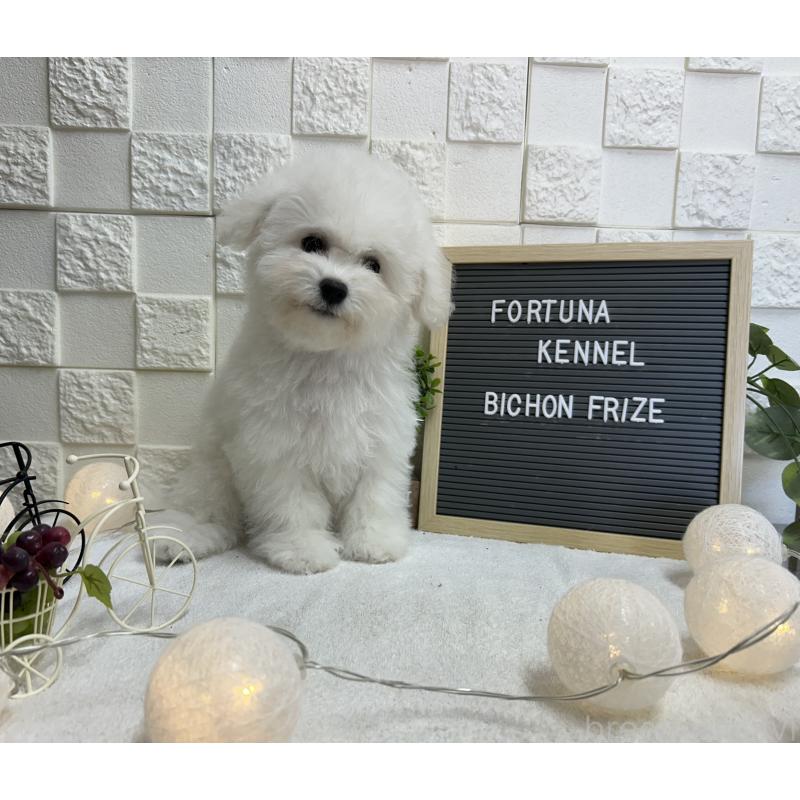 販売中の福岡県のビションフリーゼ-425174の3枚目