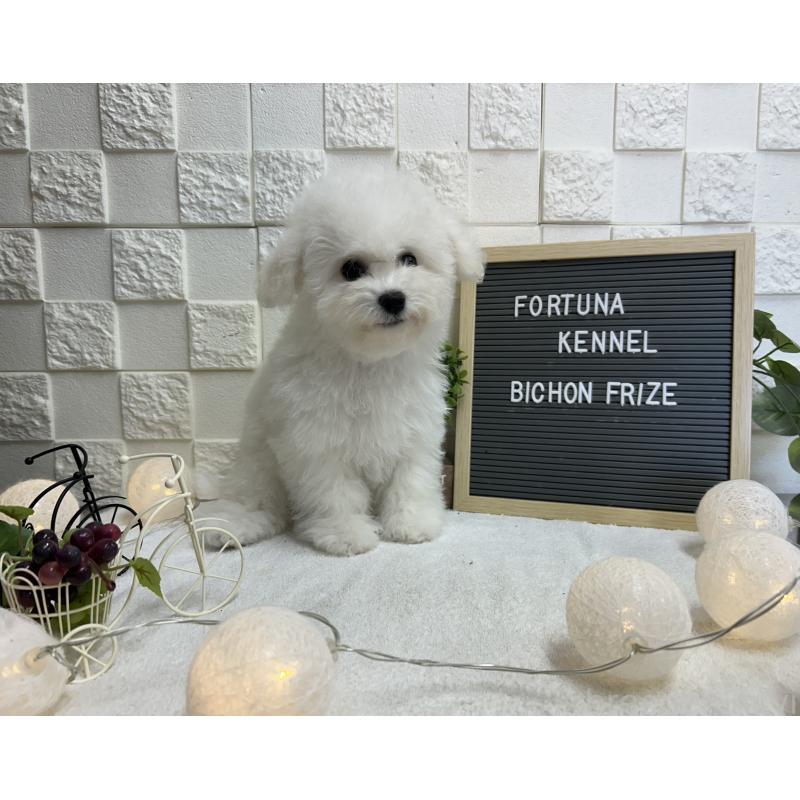 販売中の福岡県のビションフリーゼ-425174の2枚目