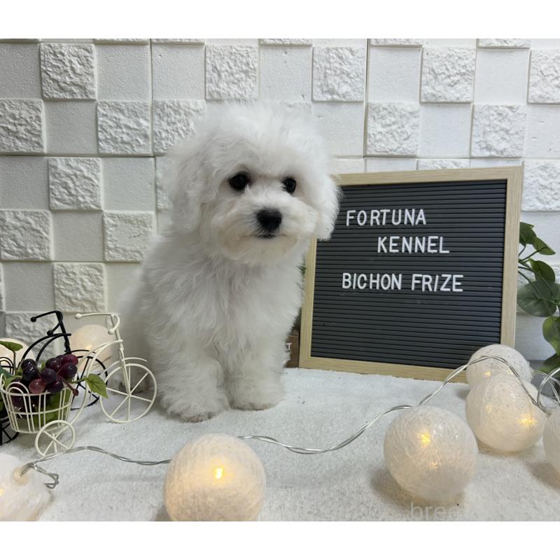 販売中の福岡県のビションフリーゼ-425175の8枚目