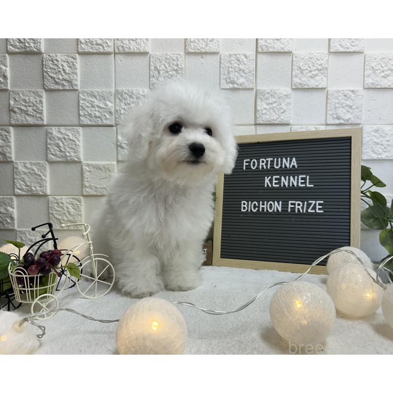 販売中の福岡県のビションフリーゼ-425175の7枚目