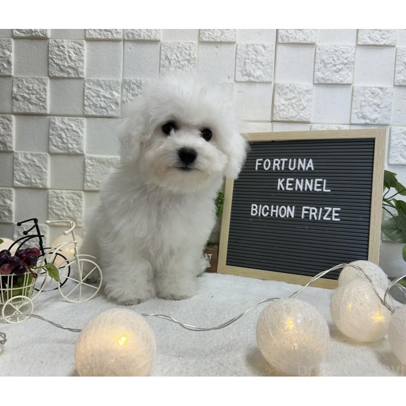 販売中の福岡県のビションフリーゼ-425175の6枚目