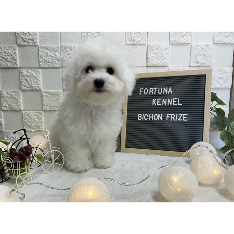 販売中の福岡県のビションフリーゼ-425175の5枚目