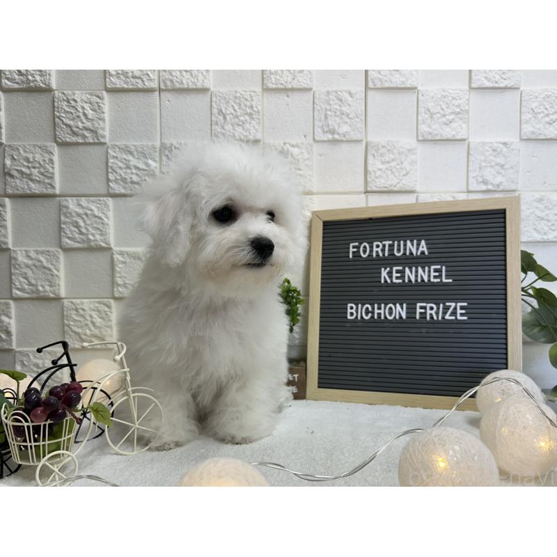 販売中の福岡県のビションフリーゼ-425175の4枚目