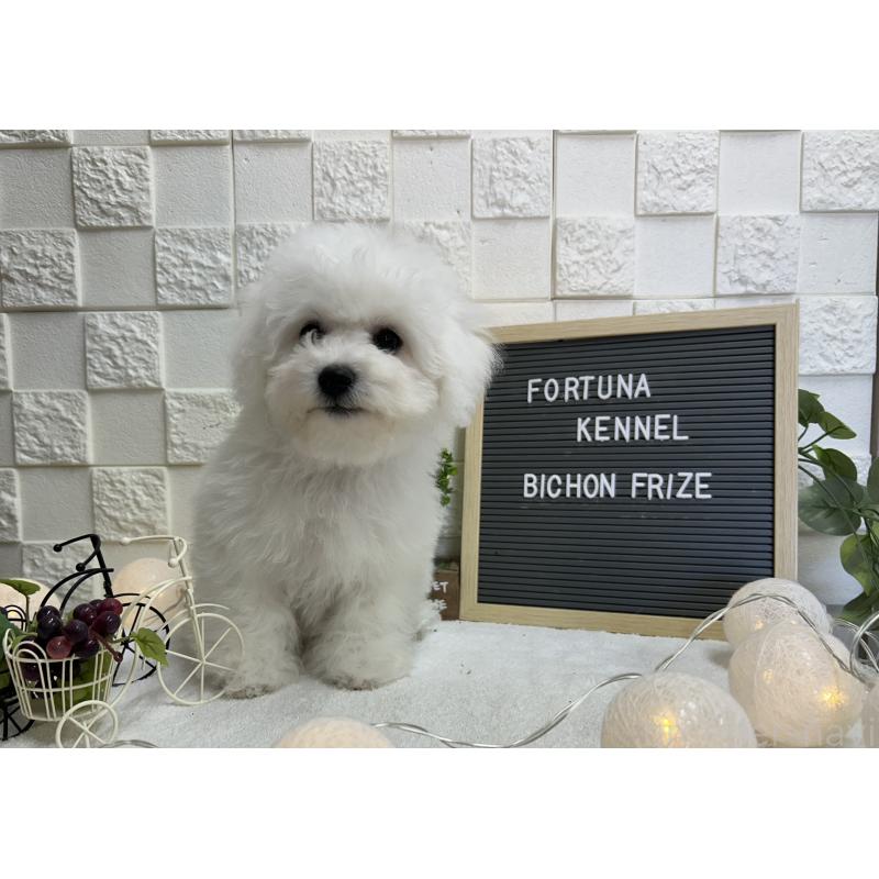 販売中の福岡県のビションフリーゼ-425175の3枚目