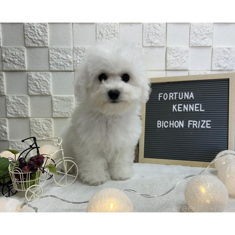 販売中の福岡県のビションフリーゼ-425175の2枚目