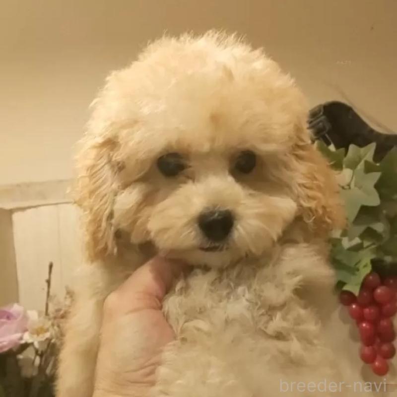 販売中の愛知県のタイニープードル-409552の13枚目