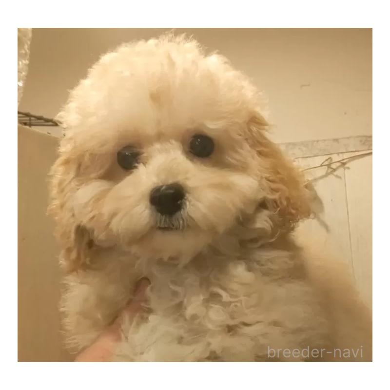 販売中の愛知県のタイニープードル-409552の12枚目