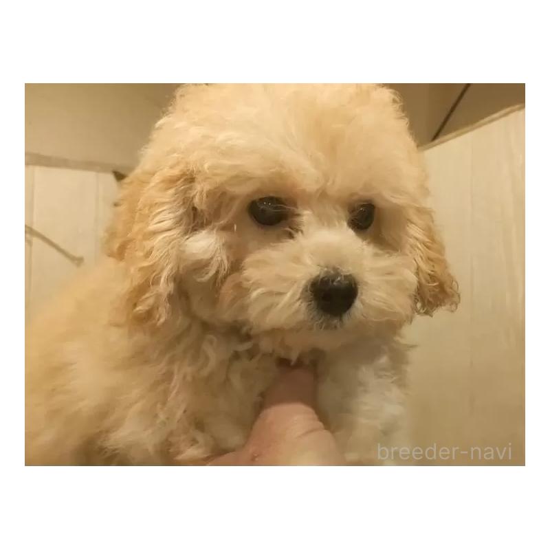 販売中の愛知県のタイニープードル-409552の11枚目