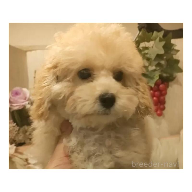 販売中の愛知県のタイニープードル-409552の10枚目