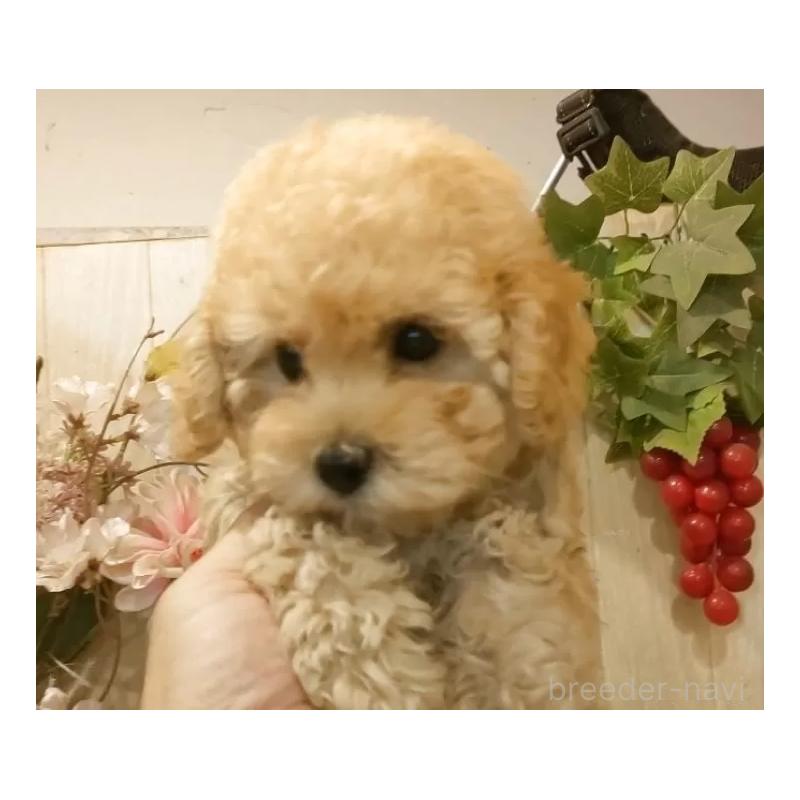 販売中の愛知県のタイニープードル-409552の8枚目