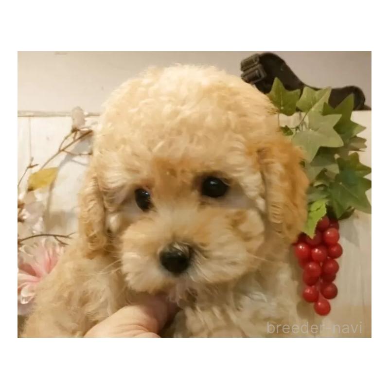 販売中の愛知県のタイニープードル-409552の6枚目