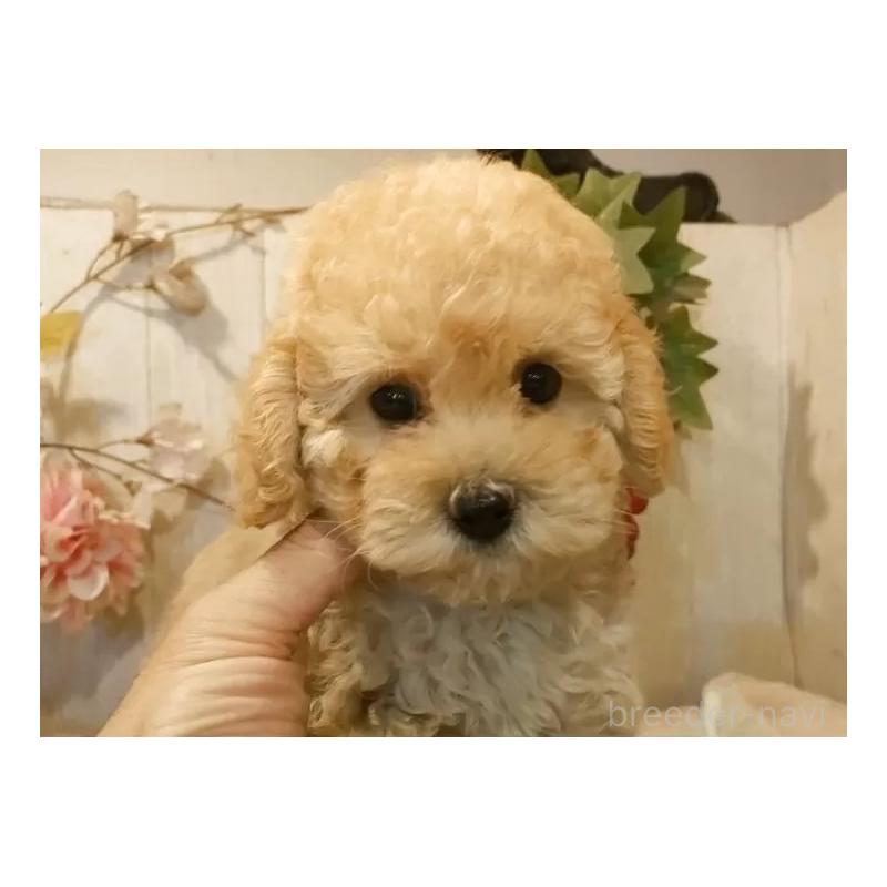 販売中の愛知県のタイニープードル-409552の5枚目