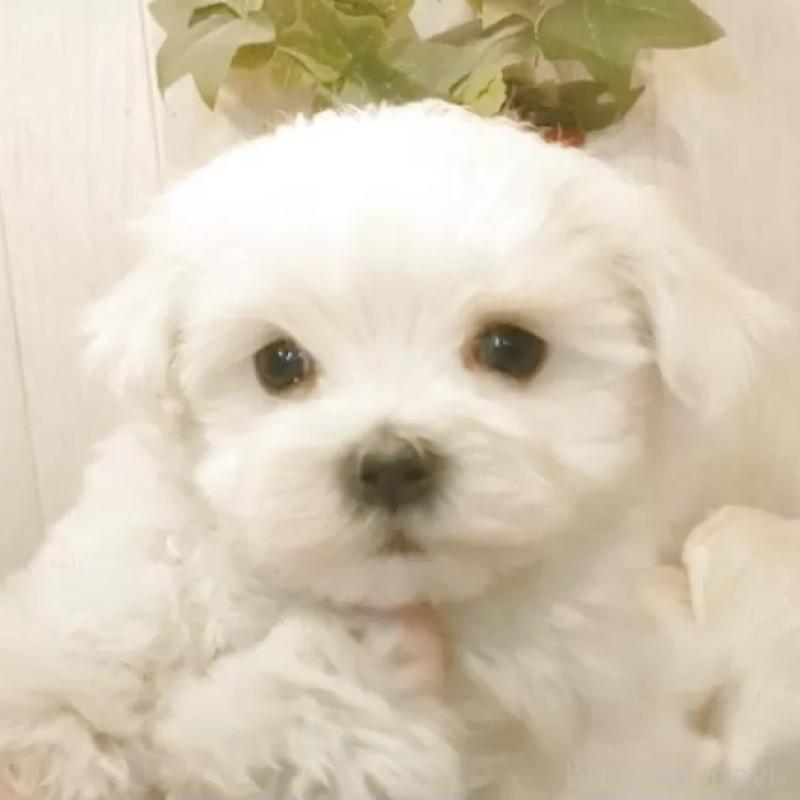 販売中の愛知県のマルチーズ-425176の1枚目