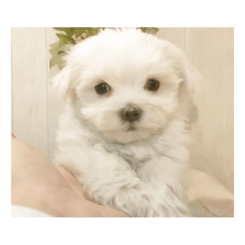 販売中の愛知県のマルチーズ-425176の10枚目